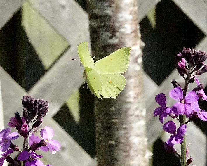 brimstone
